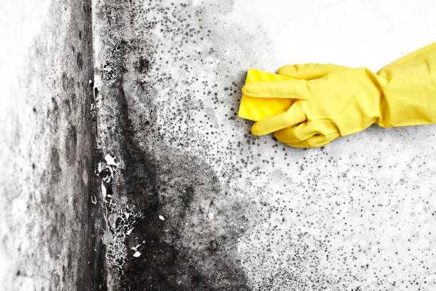 Mold Odor Removal Services in Cimarron Hills, CO